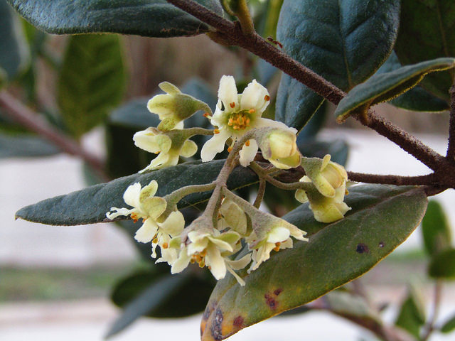 YERBA DE LA PLATA o Planta Medicinal en Chile