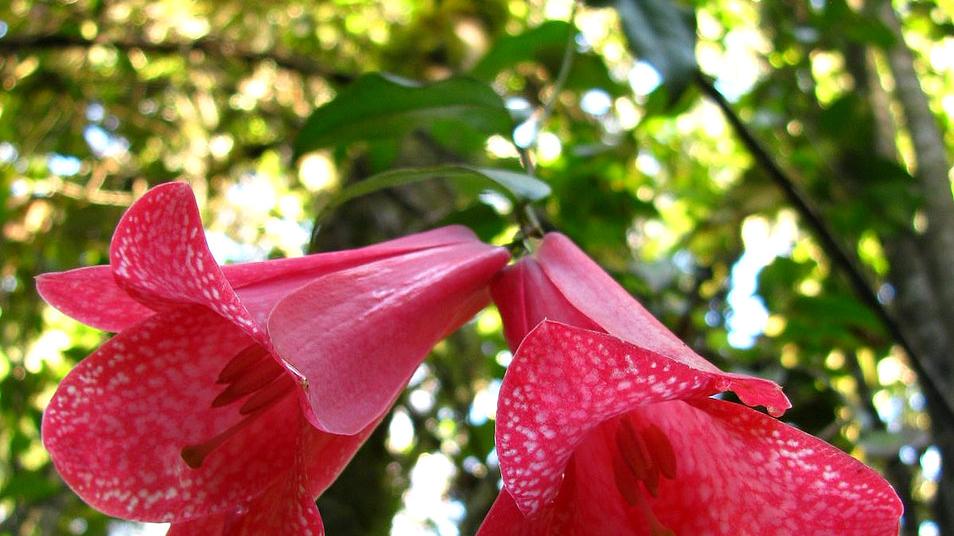 El remedio casero con manzanilla para desinflamar la próstata de manera  natural