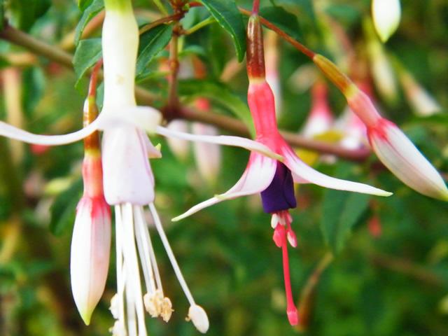 Chilco (Fuchsia magellanica)