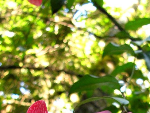 Copihue (Lapagea rosea)