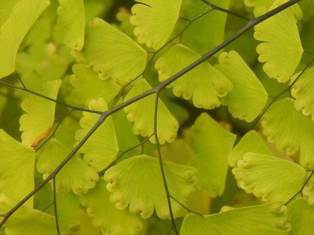 Culantrillo (Adiantum chilensis-veneris)