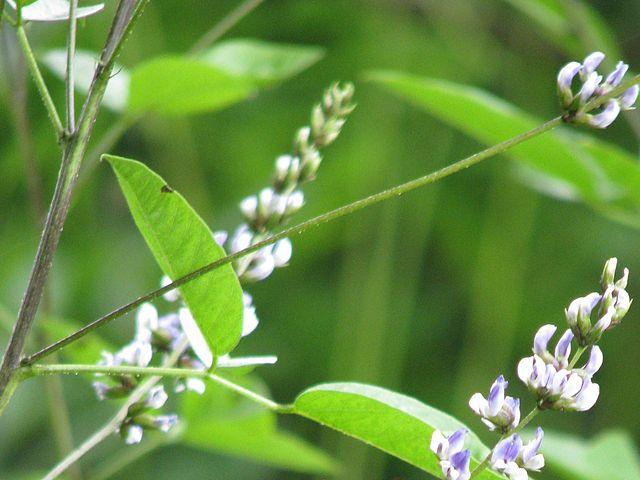 Culén (Otholobioum glandulosum)