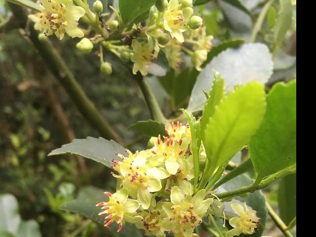 Laurel (Laurelia sempervirens)