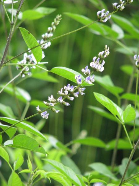 Culén (Otholobioum glandulosum)